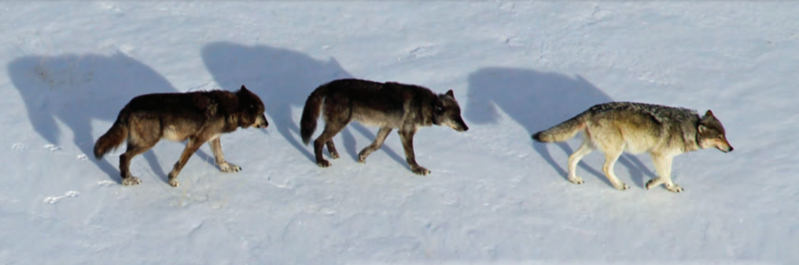 File:Members of the Lamar Canyon Pack in March 2012 (Screenshot and Cropped).png